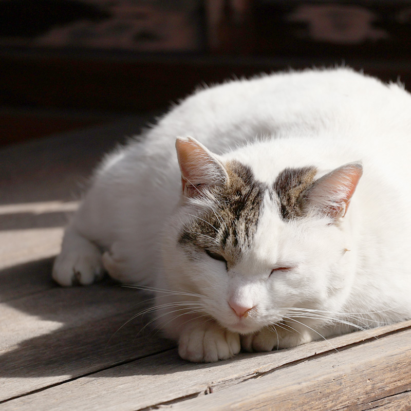 縁側の猫